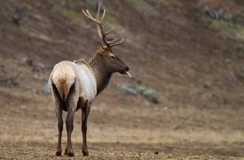 Elk